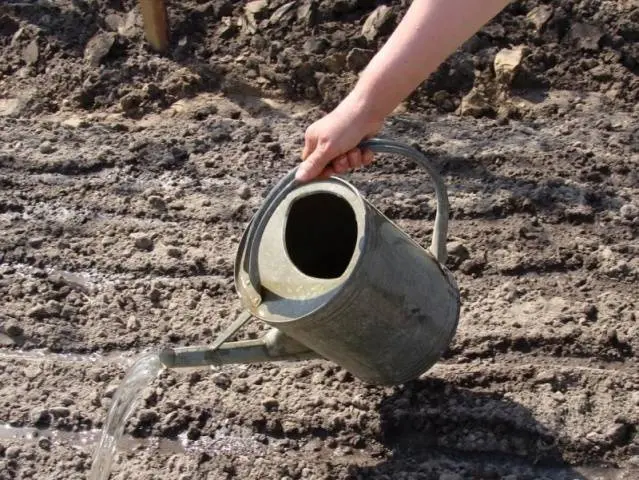 How to deal with wireworm on potatoes 