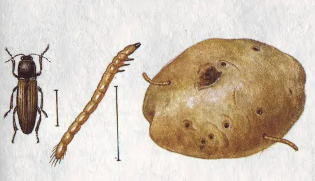 How to deal with wireworm on potatoes 