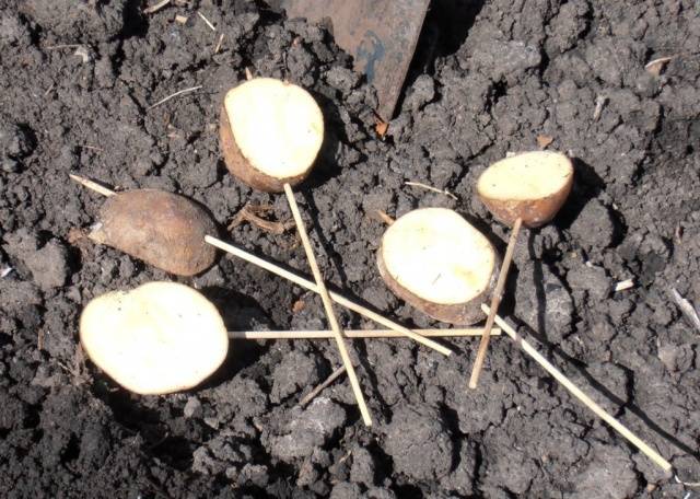 How to deal with wireworm on potatoes 