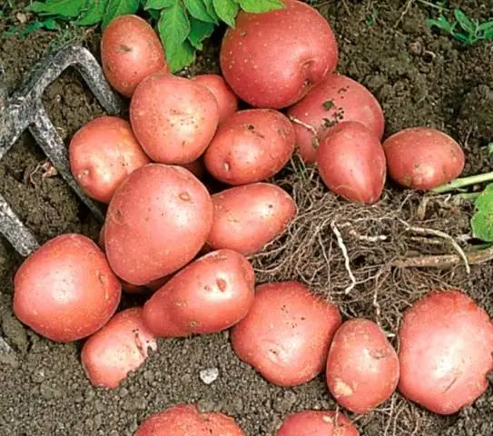 How to deal with wireworm on potatoes 