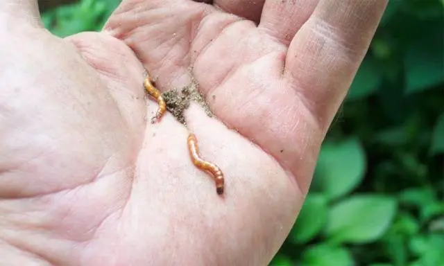 How to deal with wireworm on potatoes 