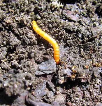 How to deal with wireworm on potatoes 