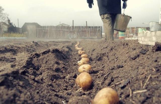 How to deal with wireworm on potatoes 