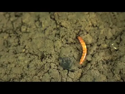 How to deal with wireworm on potatoes 