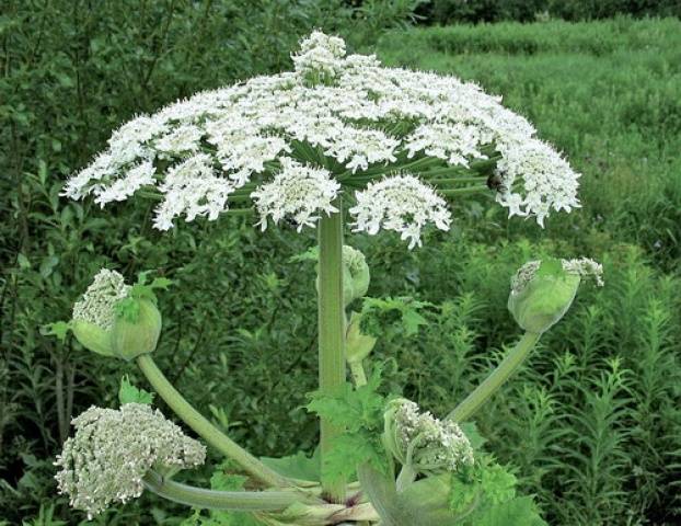 How to destroy the cow parsnip forever