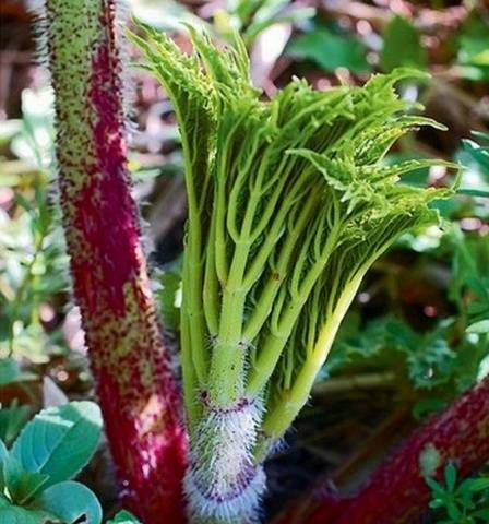 How to destroy the cow parsnip forever