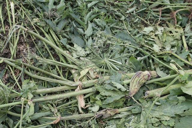 How to destroy the cow parsnip forever