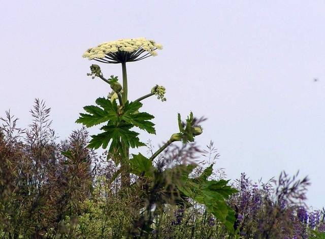 How to destroy the cow parsnip forever