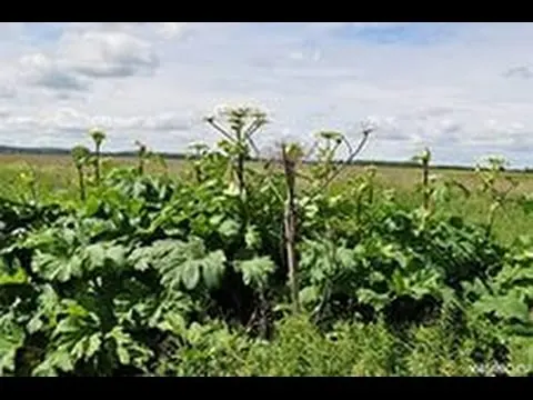 How to destroy the cow parsnip forever