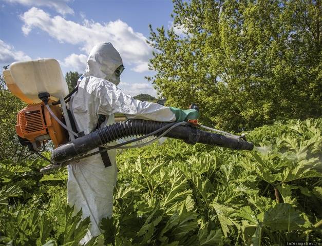 How to destroy the cow parsnip forever