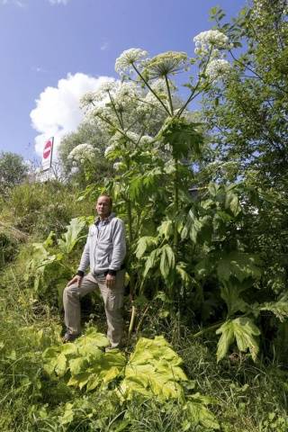 How to destroy the cow parsnip forever