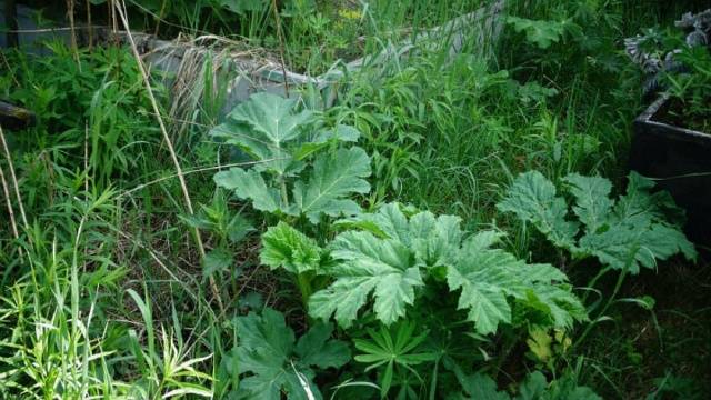 How to destroy the cow parsnip forever