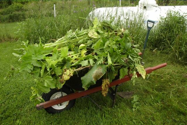 How to destroy the cow parsnip forever