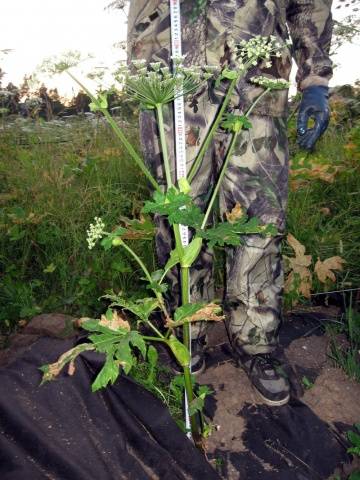 How to destroy the cow parsnip forever