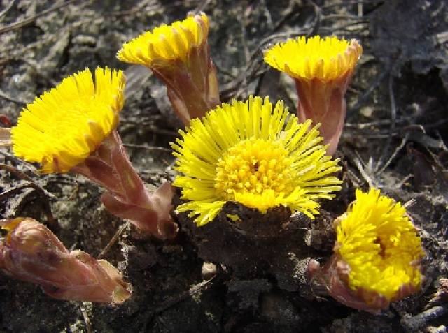 How to determine the acidity of the soil by weeds photo 