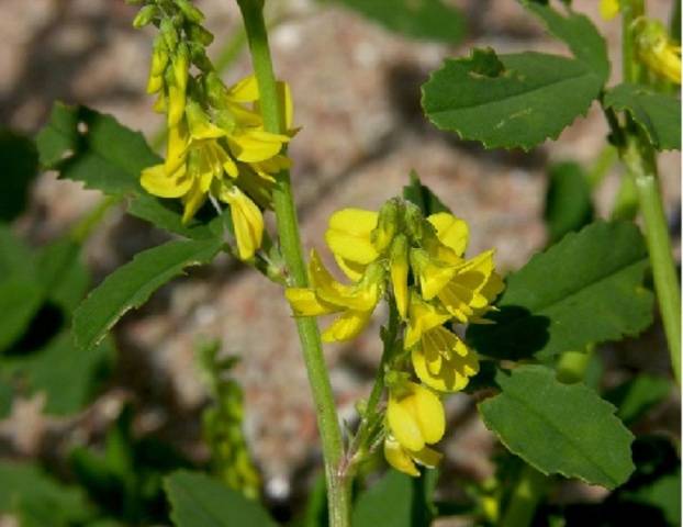 How to determine the acidity of the soil by weeds photo 