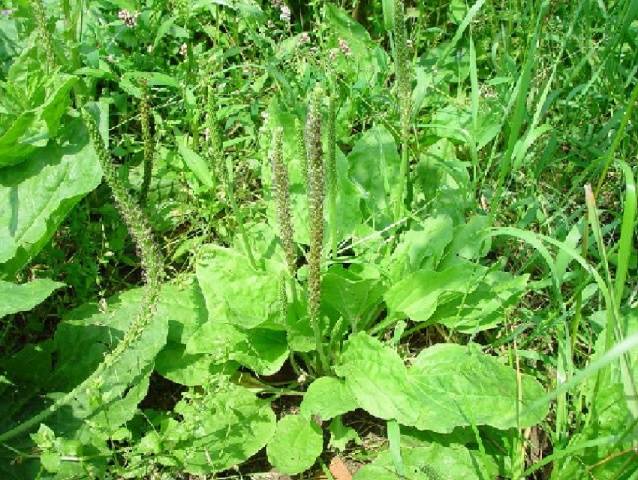 How to determine the acidity of the soil by weeds photo 