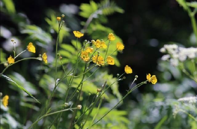 How to determine the acidity of the soil by weeds photo 