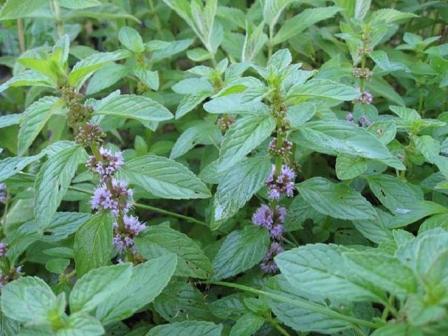 How to determine the acidity of the soil by weeds photo 