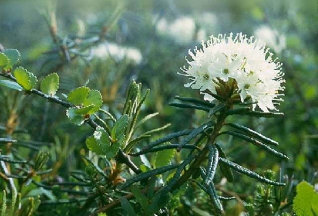 How to determine the acidity of the soil by weeds photo 