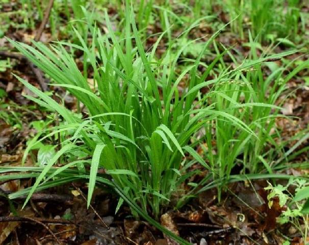 How to determine the acidity of the soil by weeds photo 