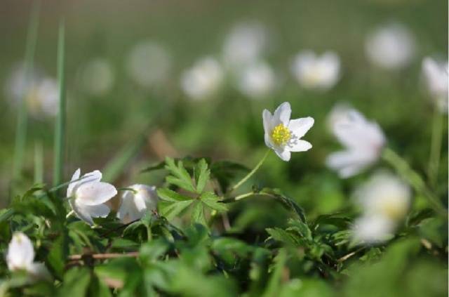 How to determine the acidity of the soil by weeds photo 