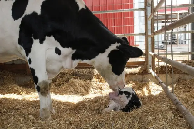 How to determine the pregnancy of a cow by milk: video, test