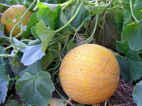 How to determine the ripeness of a melon in the garden and when to pick?