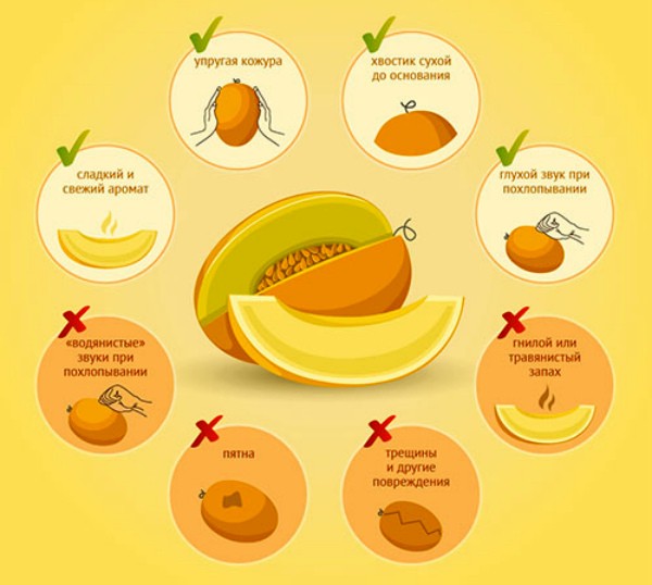 How to determine the ripeness of a melon in the garden and when to pick?