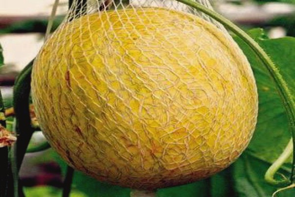 How to determine the ripeness of a melon in the garden and when to pick?