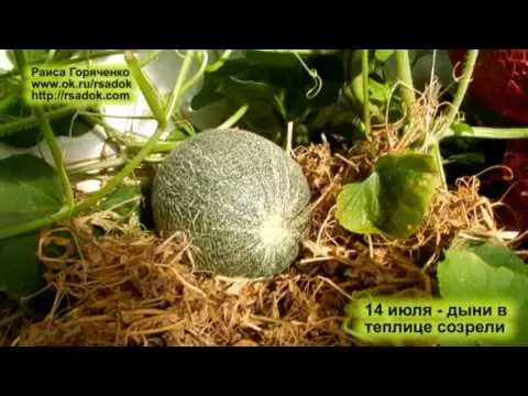 How to determine the ripeness of a melon in the garden and when to pick?