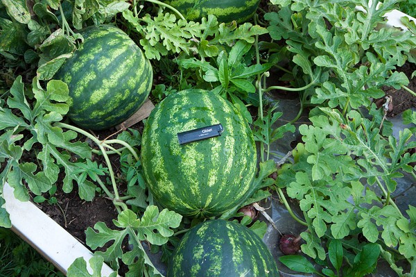 How to determine the ripeness of a watermelon by the leg, by the sound