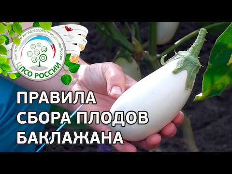 How to determine the ripeness of eggplant in simple ways