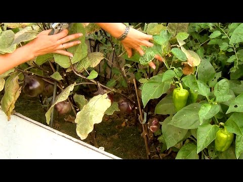 How to determine the ripeness of eggplant in simple ways