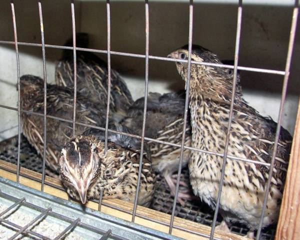 How to determine the sex of quails