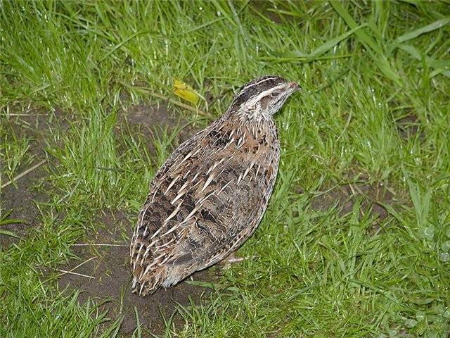 How to determine the sex of quails