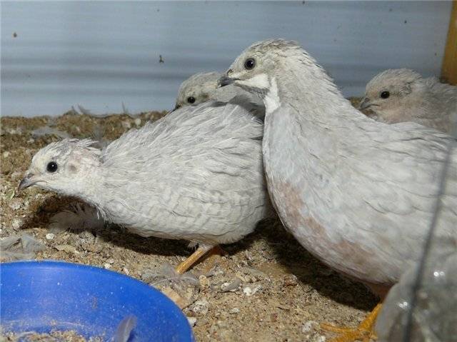 How to determine the sex of quails