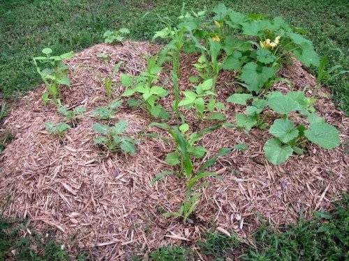 How to develop an overgrown plot for a vegetable garden 