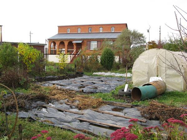 How to develop an overgrown plot for a vegetable garden 