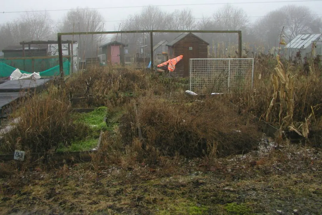 How to develop an overgrown plot for a vegetable garden 