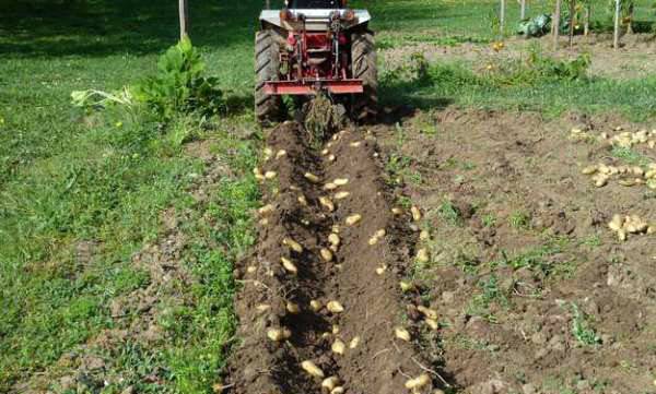 How to dig potatoes with a walk-behind tractor 