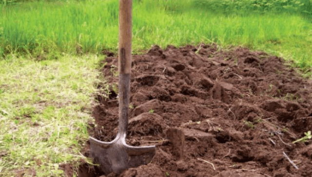 How to dig up the ground manually: with a shovel, quickly, easily, with a miracle shovel, in spring, autumn, photo, video