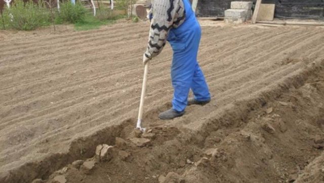 How to dig up the ground manually: with a shovel, quickly, easily, with a miracle shovel, in spring, autumn, photo, video