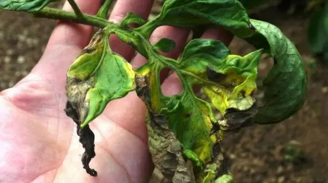 How to dilute copper sulfate for processing tomatoes