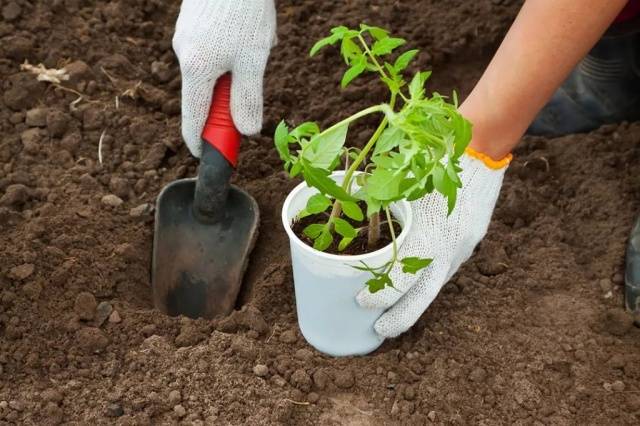 How to dilute copper sulfate for processing tomatoes