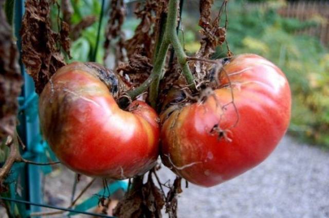 How to dilute furatsilin for spraying tomatoes