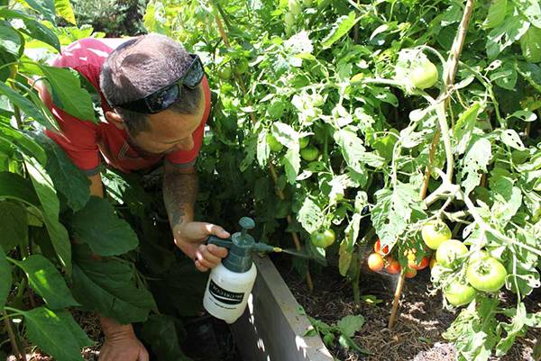 How to dilute furatsilin for spraying tomatoes