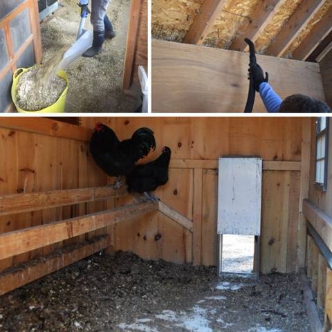 How to disinfect a chicken coop 