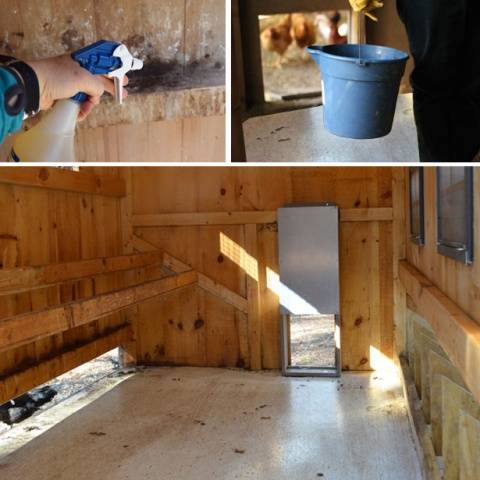 How to disinfect a chicken coop 