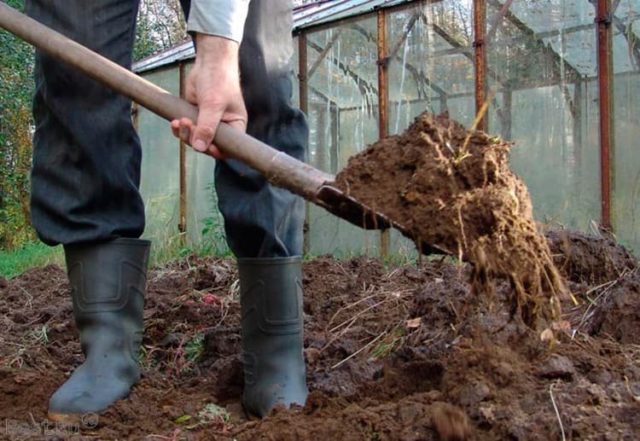 How to disinfect the soil in a greenhouse in autumn